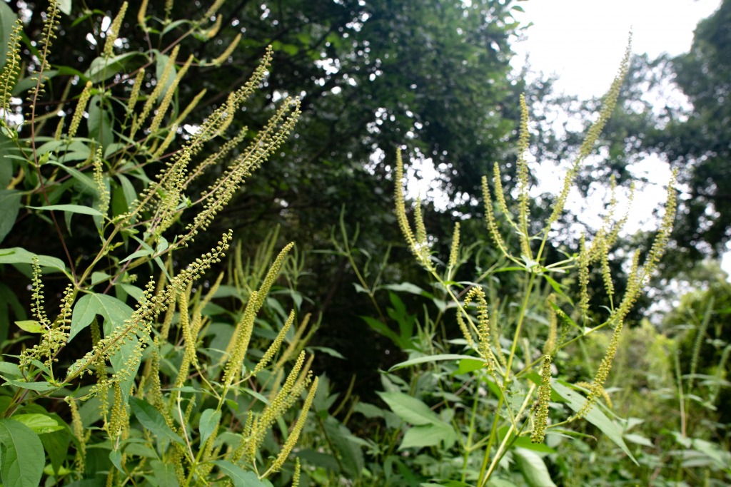 秋花粉がやってきます